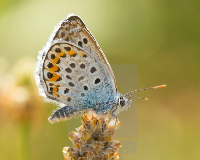 Argus 4ply/sock Sparkle